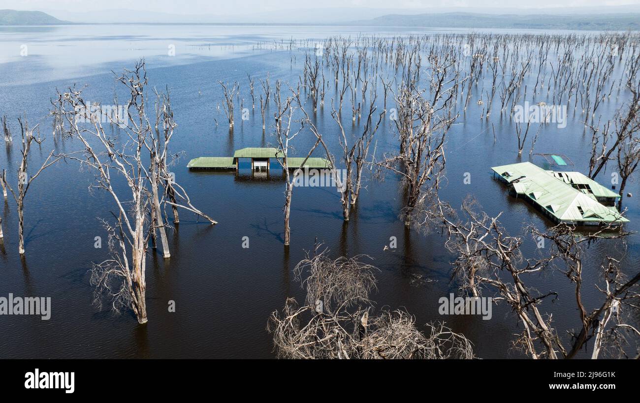 UNITED STATES - June 2023: Ibis spend time catching bugs in the abandoned  village of Portsmouth. Hurricane Dorian, which made landfall on September 6  Stock Photo - Alamy