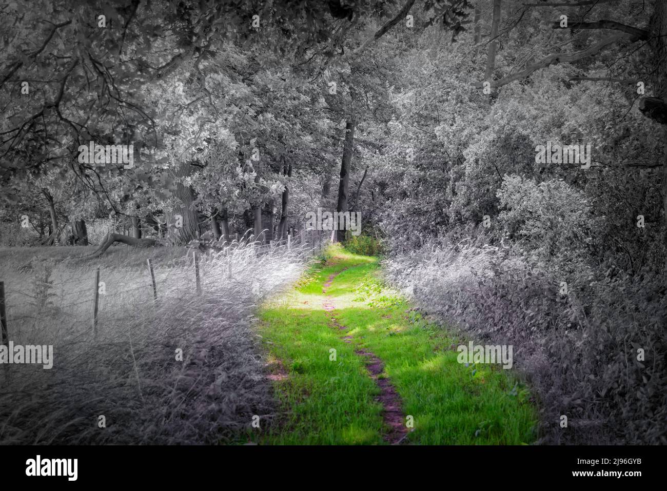 Path in the Woods Stock Photo