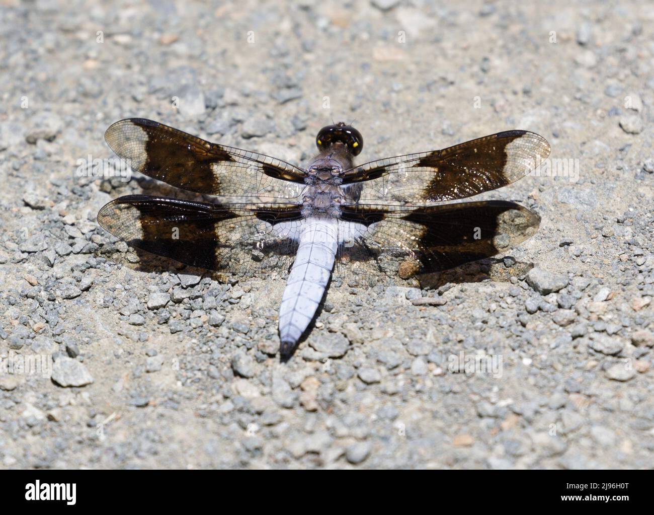 Common whitetail dragonfly adult male perched on trail. Foothills Park, Santa Clara County, California, USA. Stock Photo