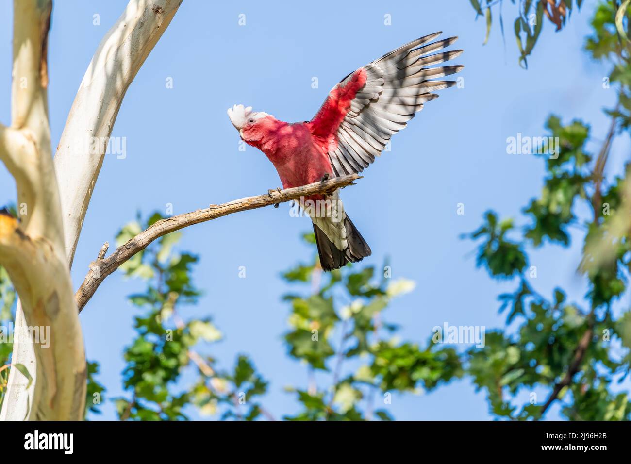 A pink, grey and white juvenile galah (Eolophus roseicapillus) perched in a eucalyptus tree with wings outstretched and crest up Stock Photo