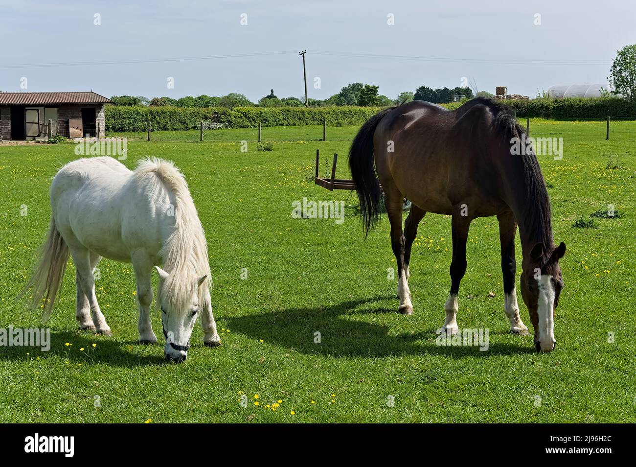 Two horses grazing in a paddock fieldl during springtime Stock Photo
