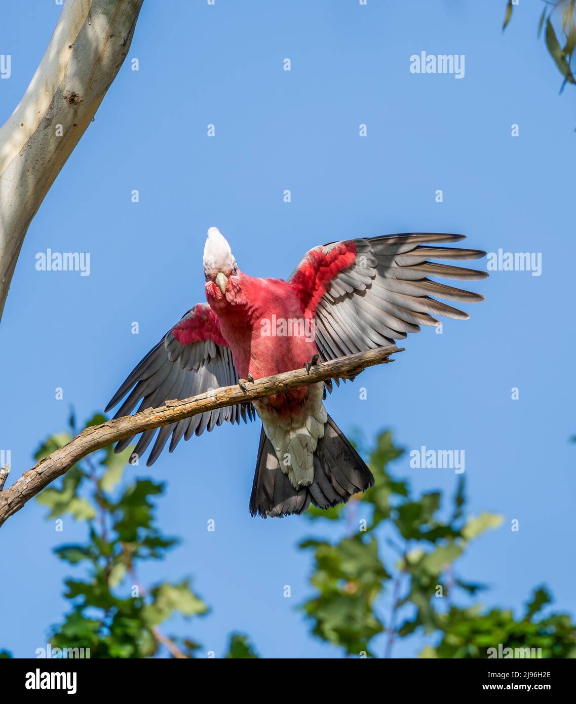 A pink, grey and white juvenile galah (Eolophus roseicapillus) flapping his wings and bobbing his head while perched in a eucalyptus tree Stock Photo