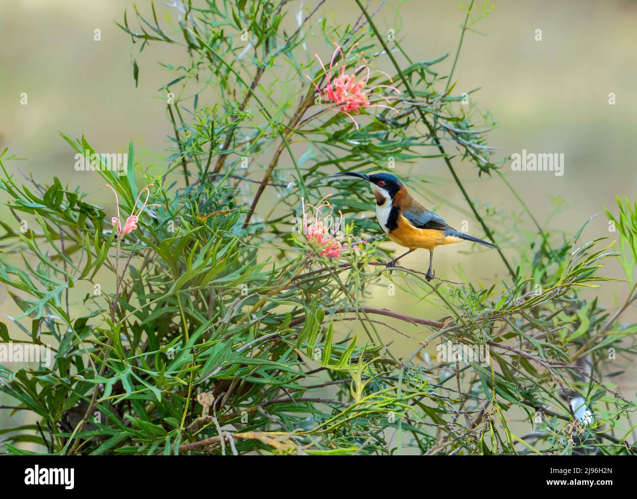 Colourful Australian Eastern spinebill (Acanthorhynchus tenuirostris) honeyeater in a grevillea shrub with pink flowers, in Nillumbik Shire, Victoria Stock Photo