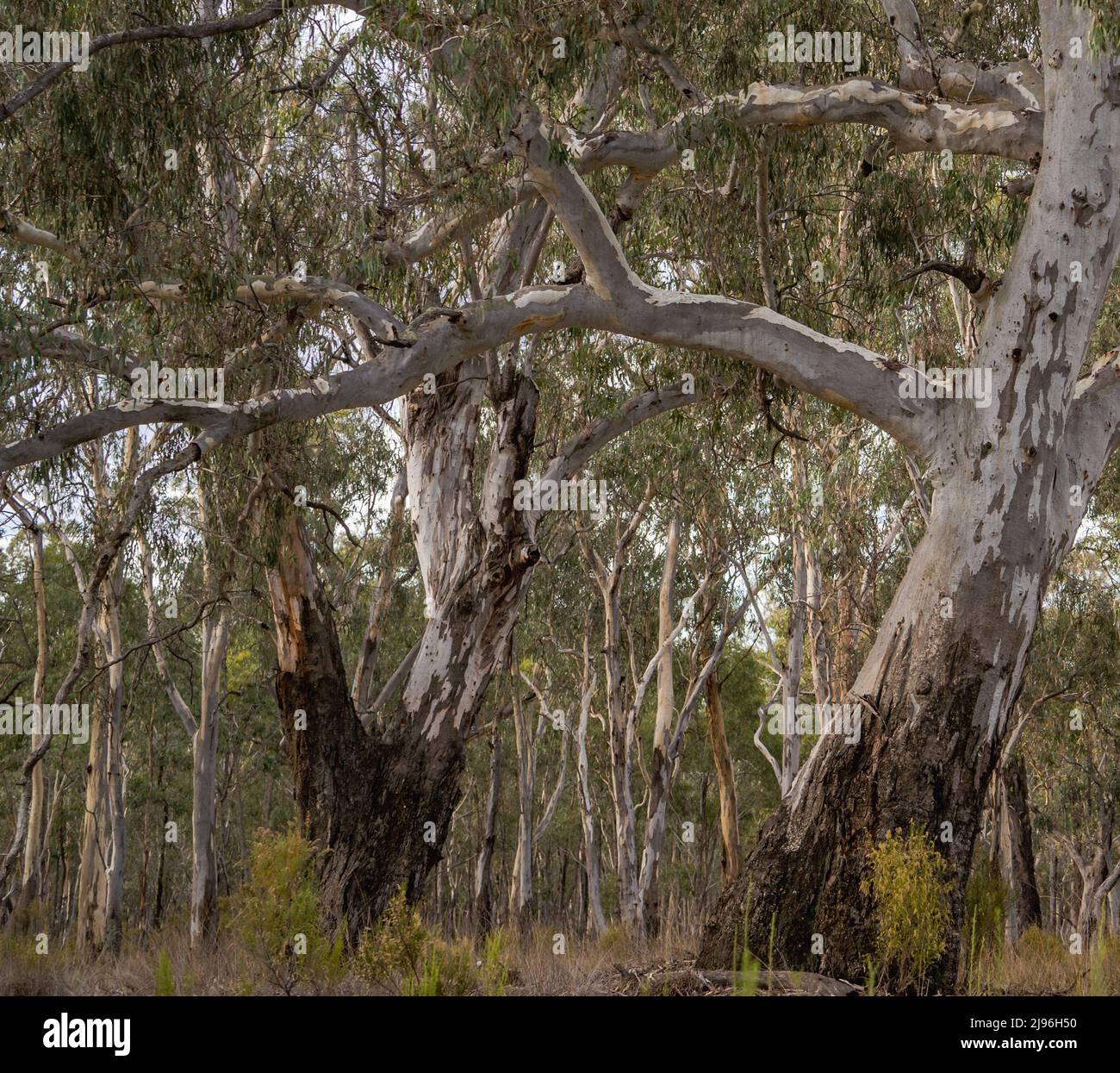A stand of giant Australian River Red Gum (Eucalyptus camaldulensis) trees at Reedy Lake near Nagambie, Victoria, Australia Stock Photo