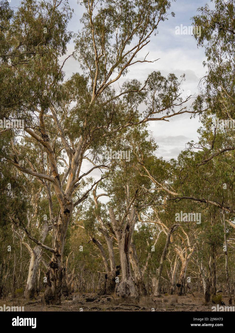A stand of tall Australian River Red Gum (Eucalyptus camaldulensis) trees at Reedy Lake, Bailieston near Nagambie, Victoria, Australia Stock Photo