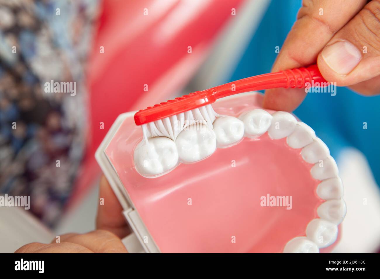 Dentist using a dental model to show the correct way to brush your teeth Stock Photo Alamy