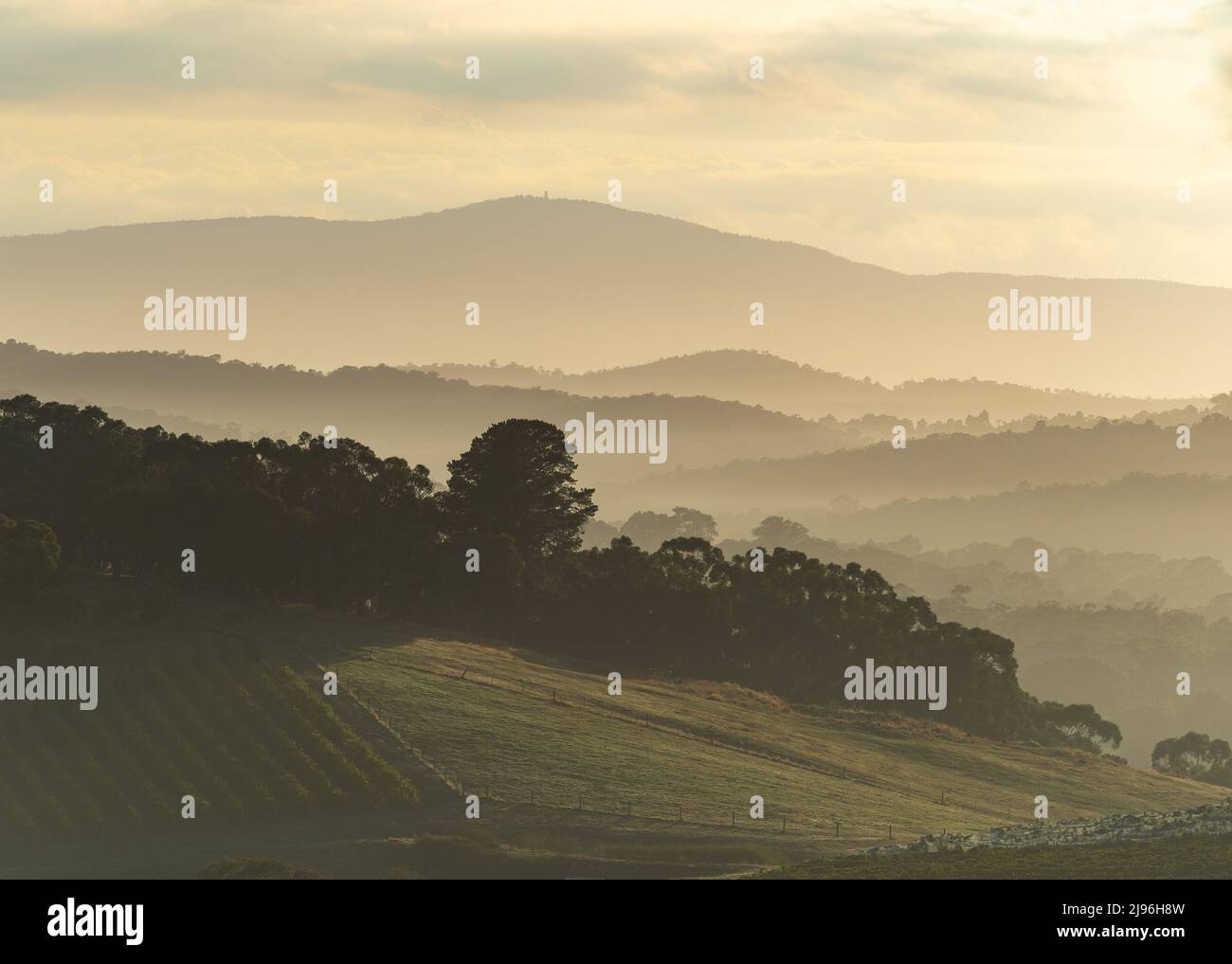 Foggy morning view of vineyards and rolling hills in layers of dawn mist in the Yarra Valley Australia Stock Photo