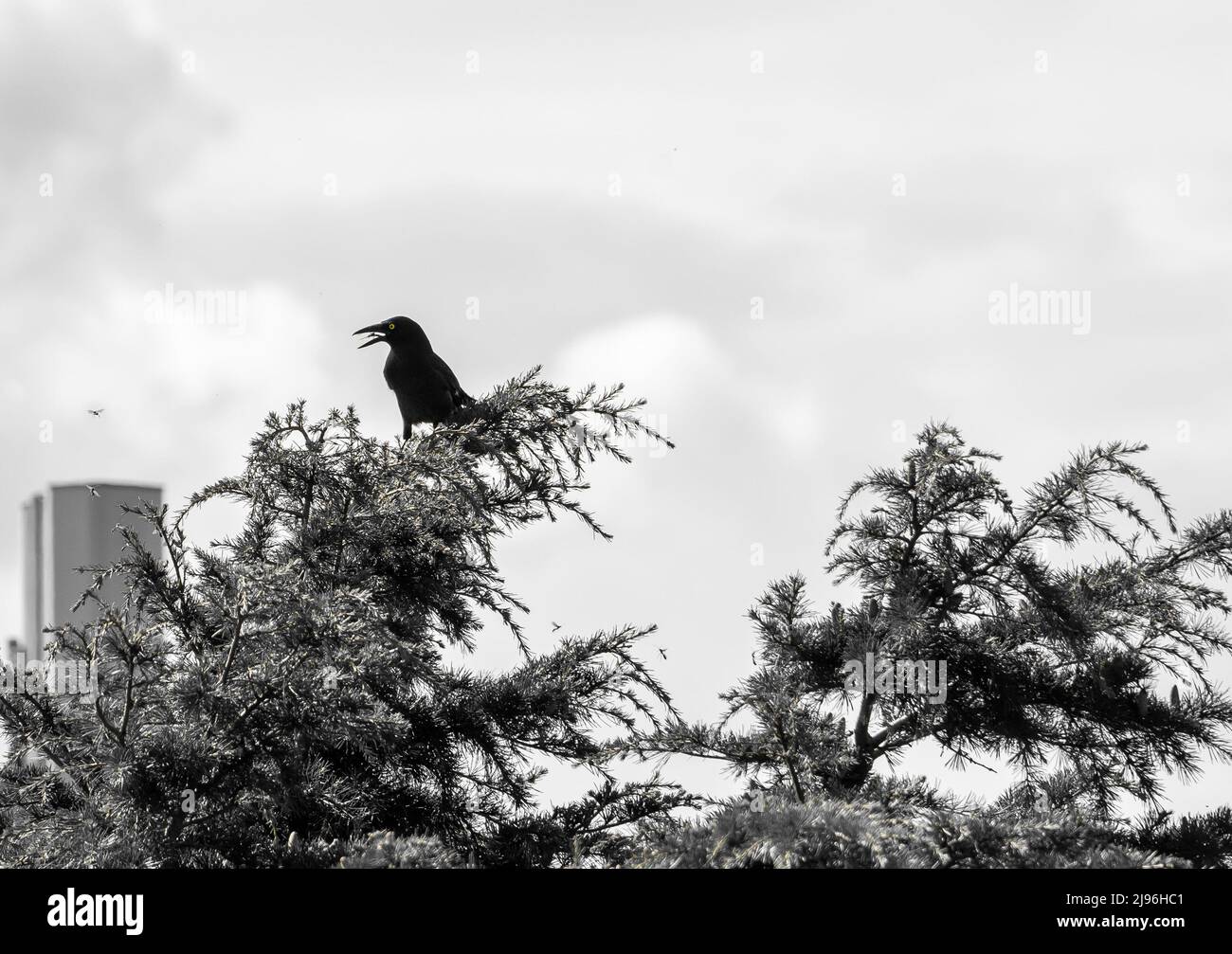 An Australian pied currawong (Strepera graculina) perched in a treetop with an insect in its beak. Photo is black & white except for yellow eye. Stock Photo