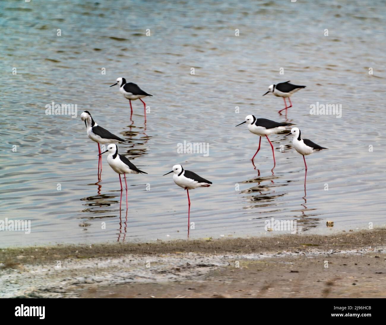 A small group of black and white shorebirds, black-winged stilts (Himantopus himantopus) with long slender beaks and pink legs Stock Photo