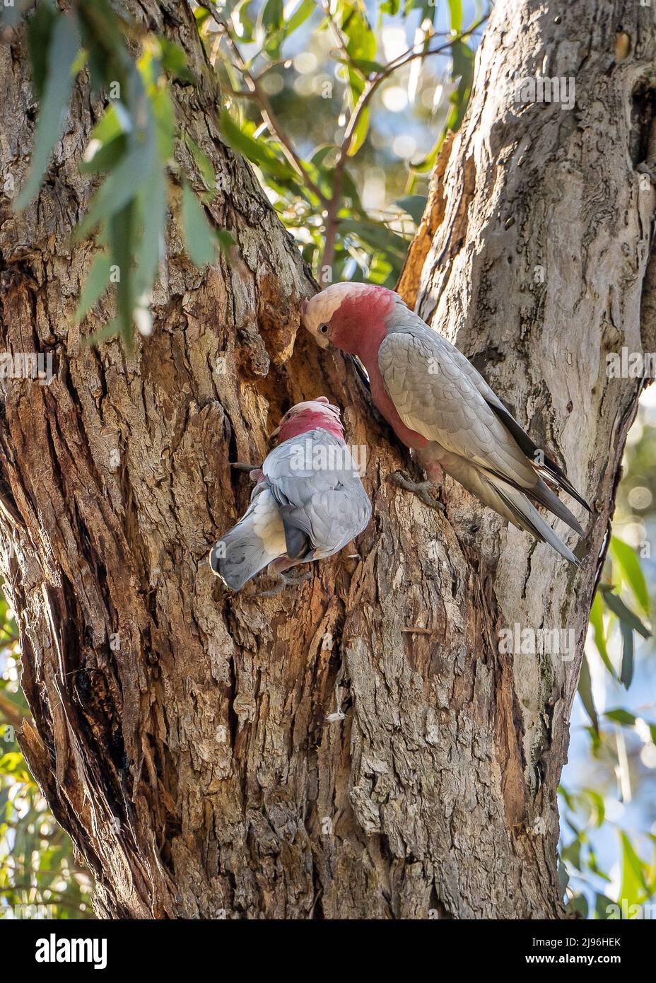 A male and female galah (Eolophus roseicapilla) perch on a eucalyptus tree to inspect a nesting hollow. Also called pink and grey cockatoos. Stock Photo