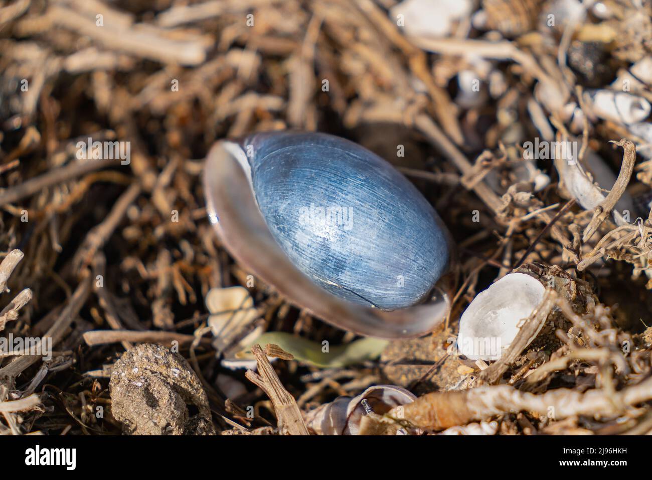 Close up of a beautiful blue seashell in the wrack line of a beach in Port Phillip Bay, Victoria, Australia Stock Photo