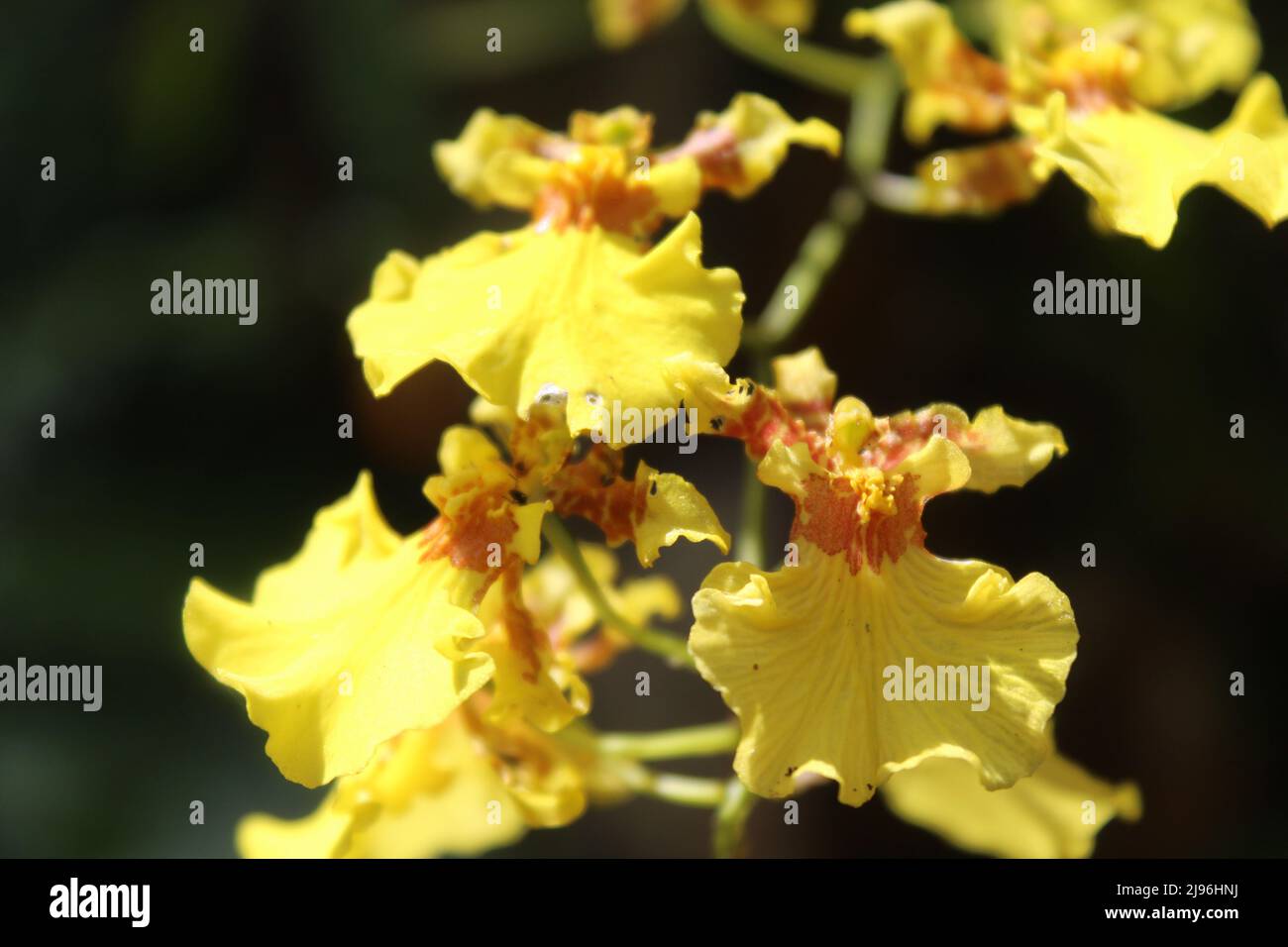 A beautiful yellow orchid Stock Photo