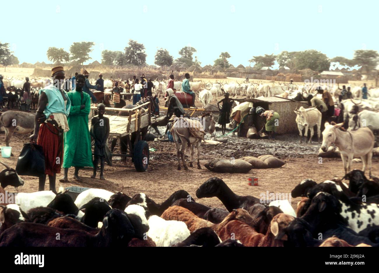Goats, donkeys, sheep and cattle crowd a water trough in central