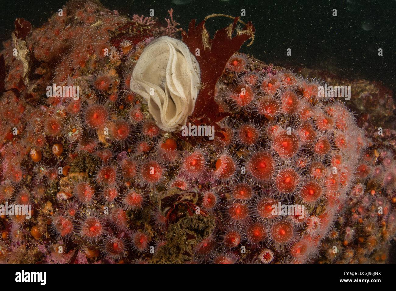 Strawberry anemones (Corynactis californica) and a spiralin nudibranch egg case on the ocean floor in Monterey Bay, California. Stock Photo
