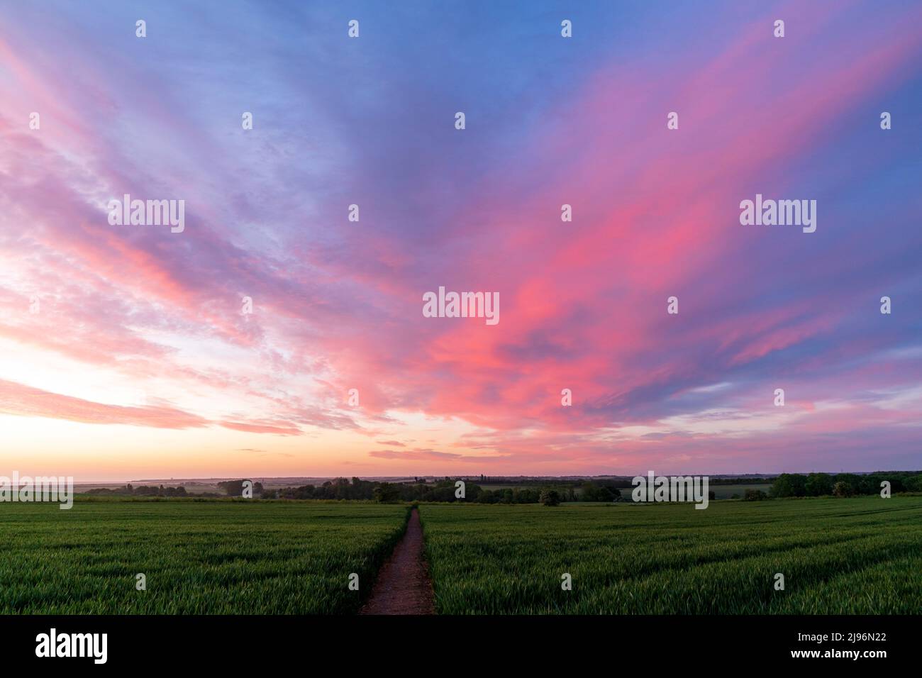 Footpath leading through a green field of barley under the dawn sky