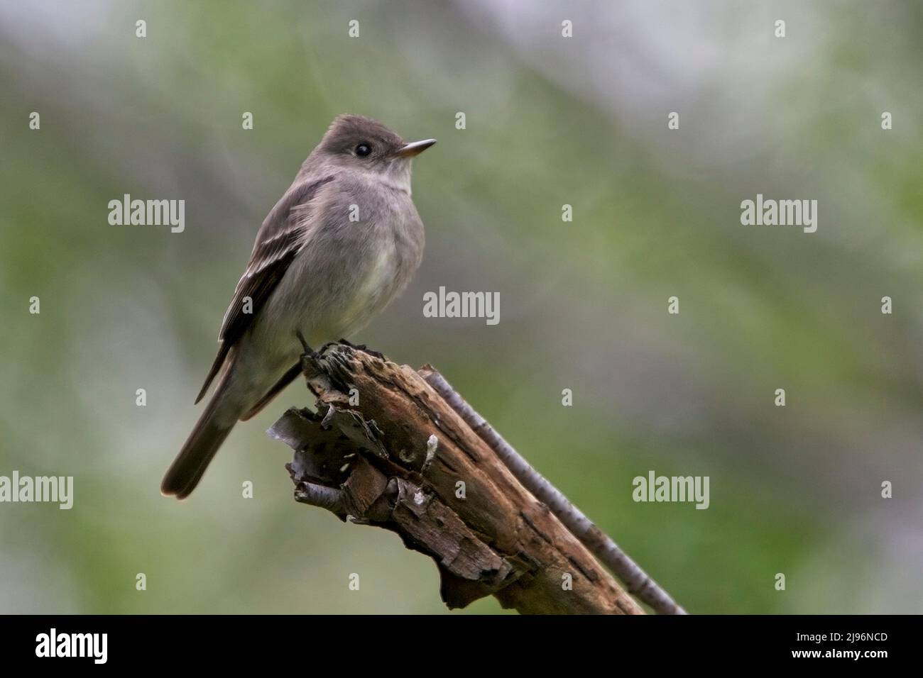 Western Wood-pewee, (Contopus sordidulus), perched on a branch, British Colombia, Canada. Stock Photo