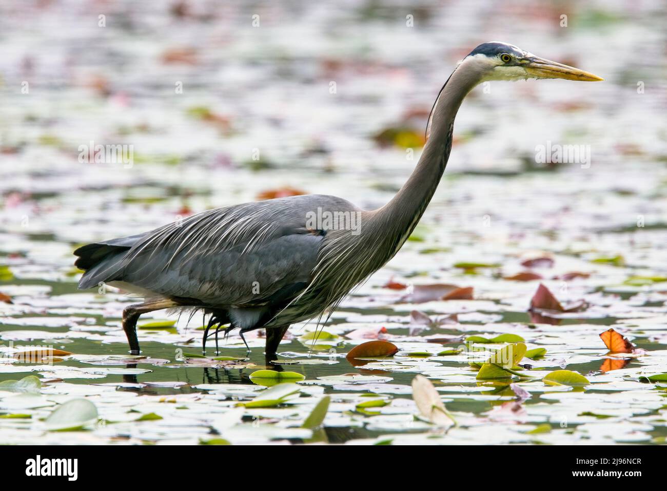 Great Blue Heron, (Ardea herodias), an adult wading in a pond, Vancouver, British Colombia, Canada. Stock Photo