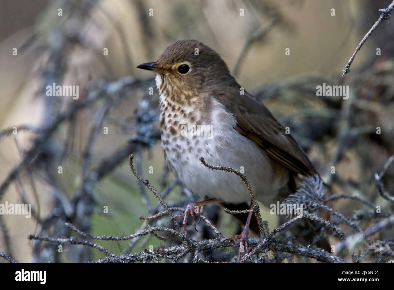 Swainson's thrush (Catharus ustulatus), perched in a tree, British Colombia, Canada. Stock Photo