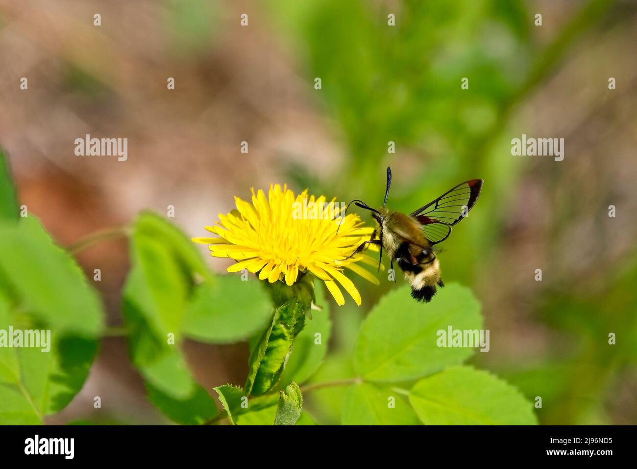 Snowberry Clearwing moth (Hemaris diffinis) at a dandelion flower, British Colombia, Canada. Stock Photo