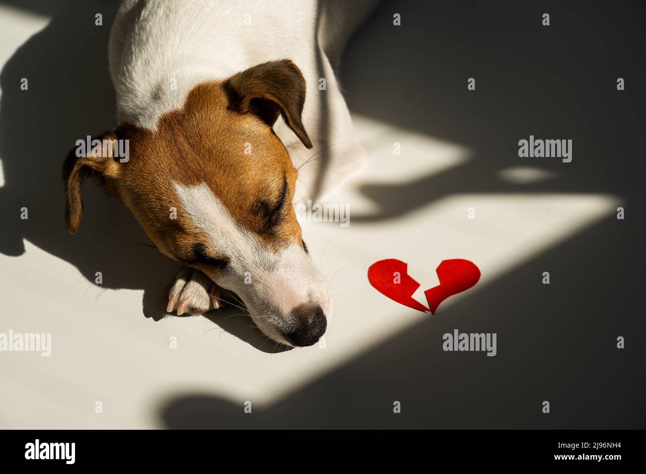 Can Dogs Die Of A Broken Heart