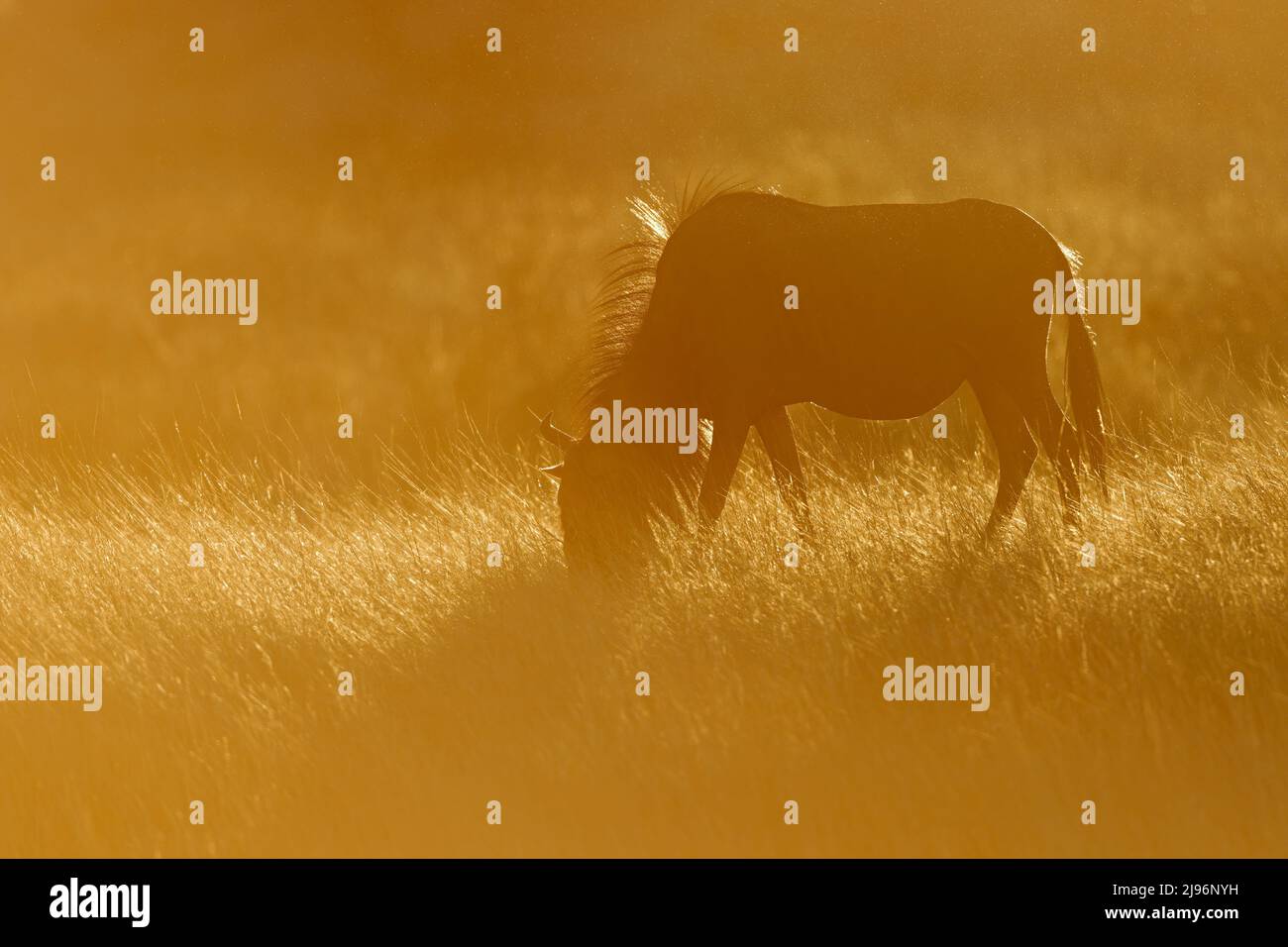 A blue wildebeest (Connochaetes taurinus) silhouetted in dust at sunset, Kalahari desert, South Africa Stock Photo
