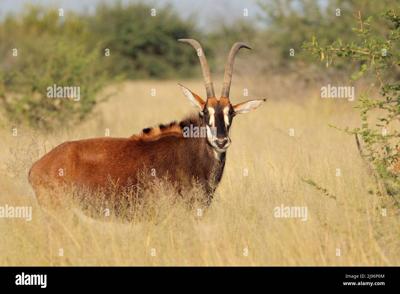 A sable antelope (Hippotragus niger) in natural habitat, South Africa Stock Photo