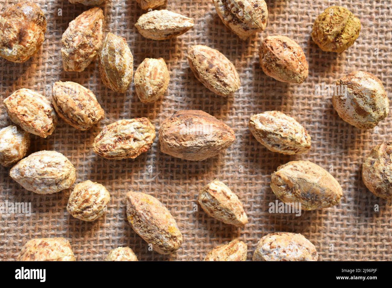 Raw whole dry seed of Terminalia chebula fruit Stock Photo