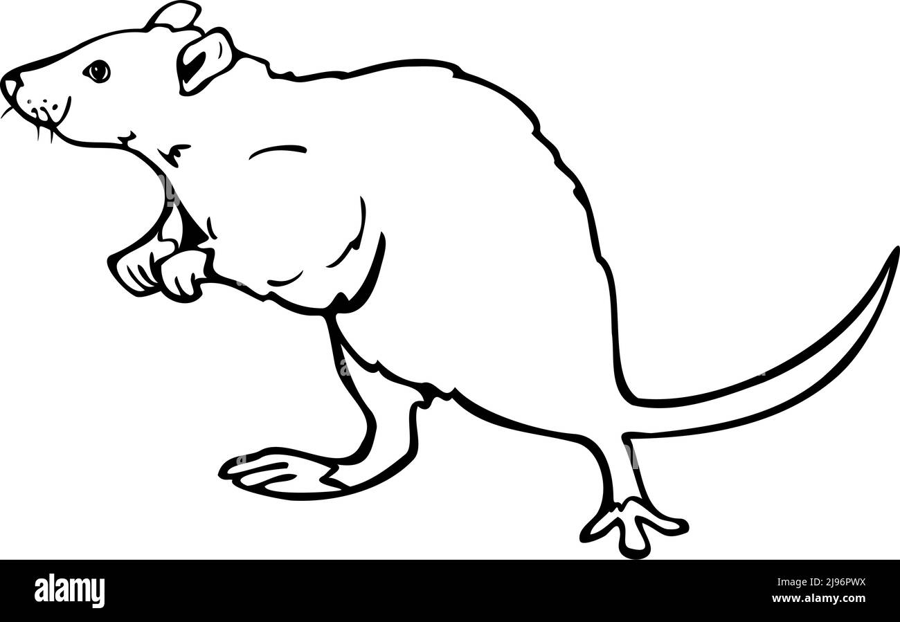 Vector illustration of black and white rat. Design for coloring book