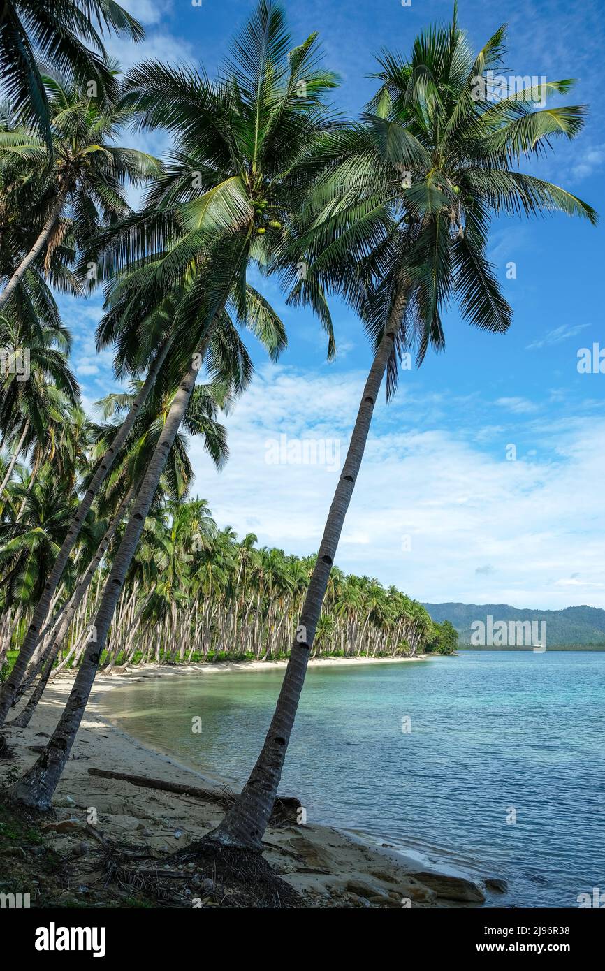 Coconut beach in Port Barton, Palawan, Philippines Stock Photo - Alamy