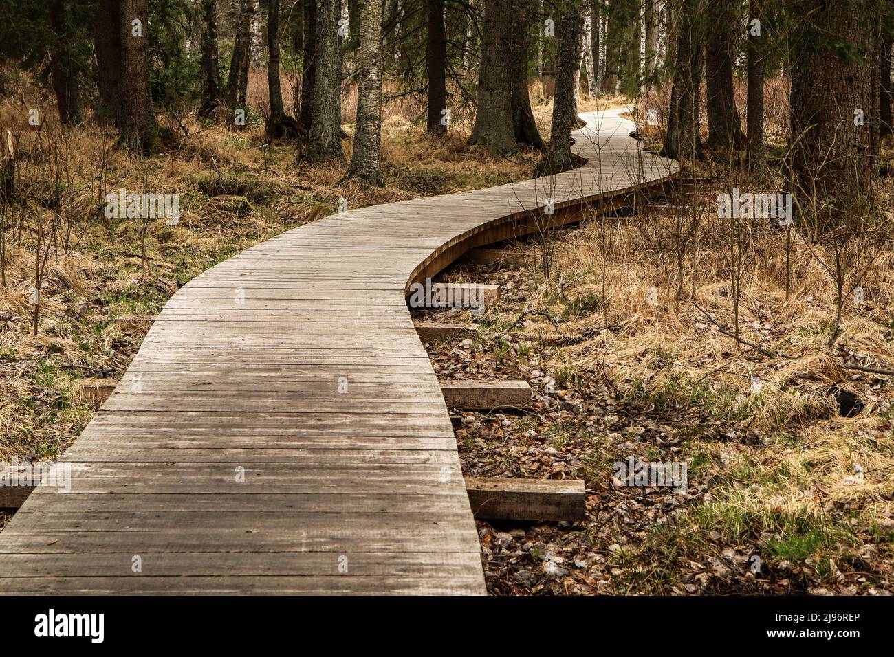 The protected area in Šumava national park in Czech Republic by the pond Olšina with its wooden pathways. Stock Photo