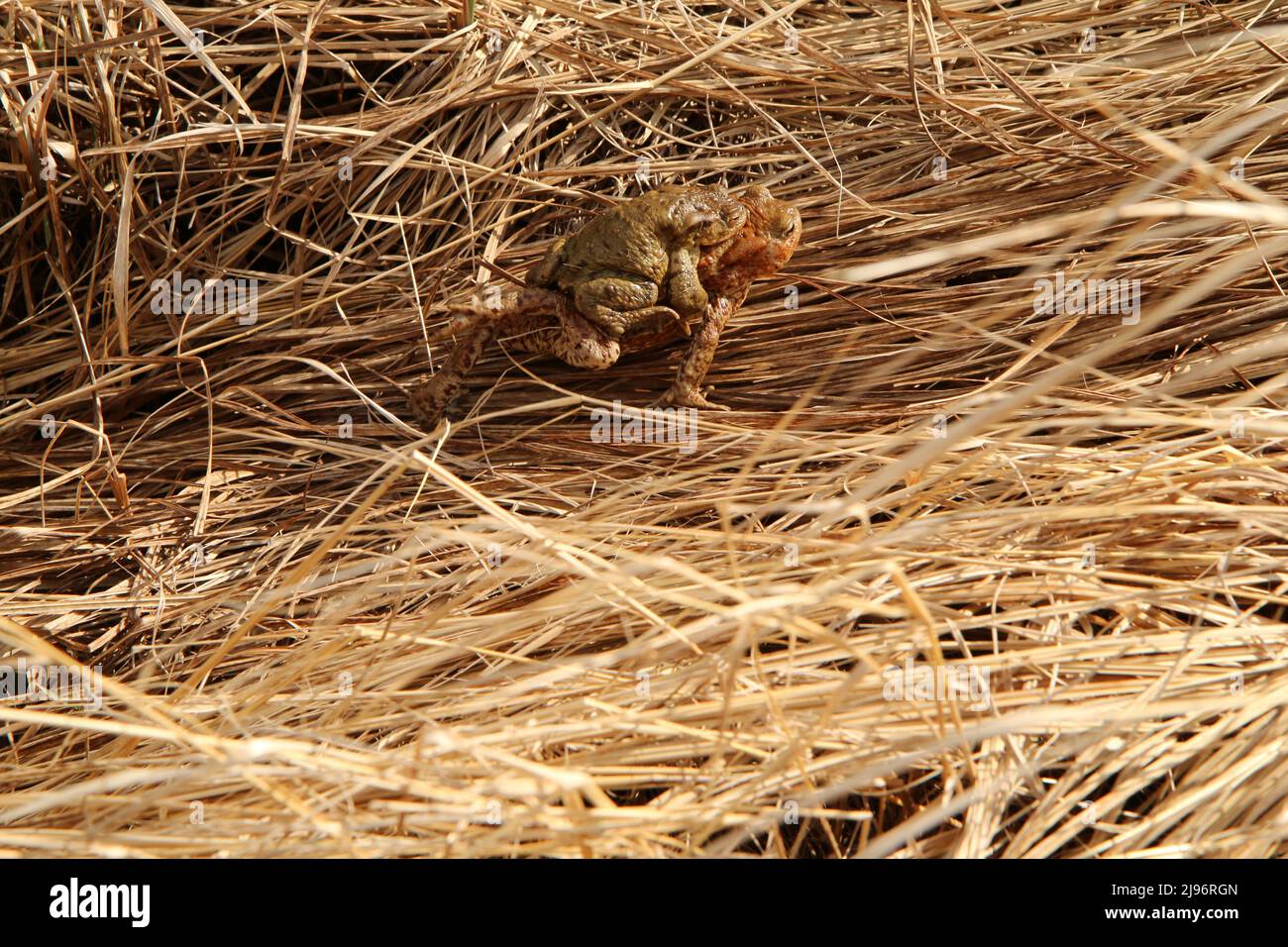 The detail of two toads hidden in the grass during the rutting season. Mating right now. Stock Photo