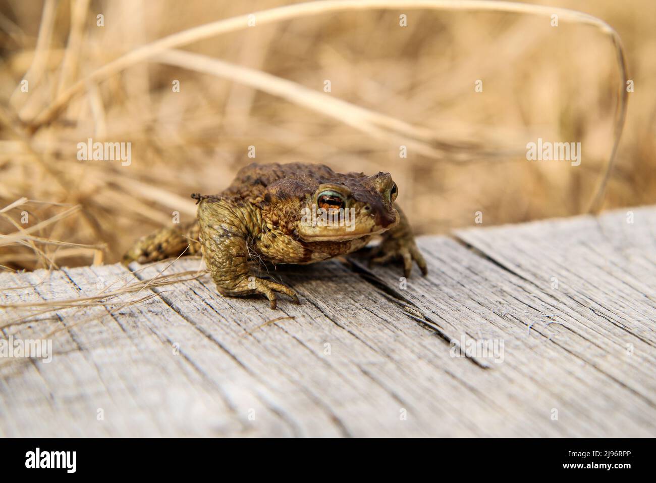 The detail of the big brown toad standing on the wood with googly eyes. Stock Photo