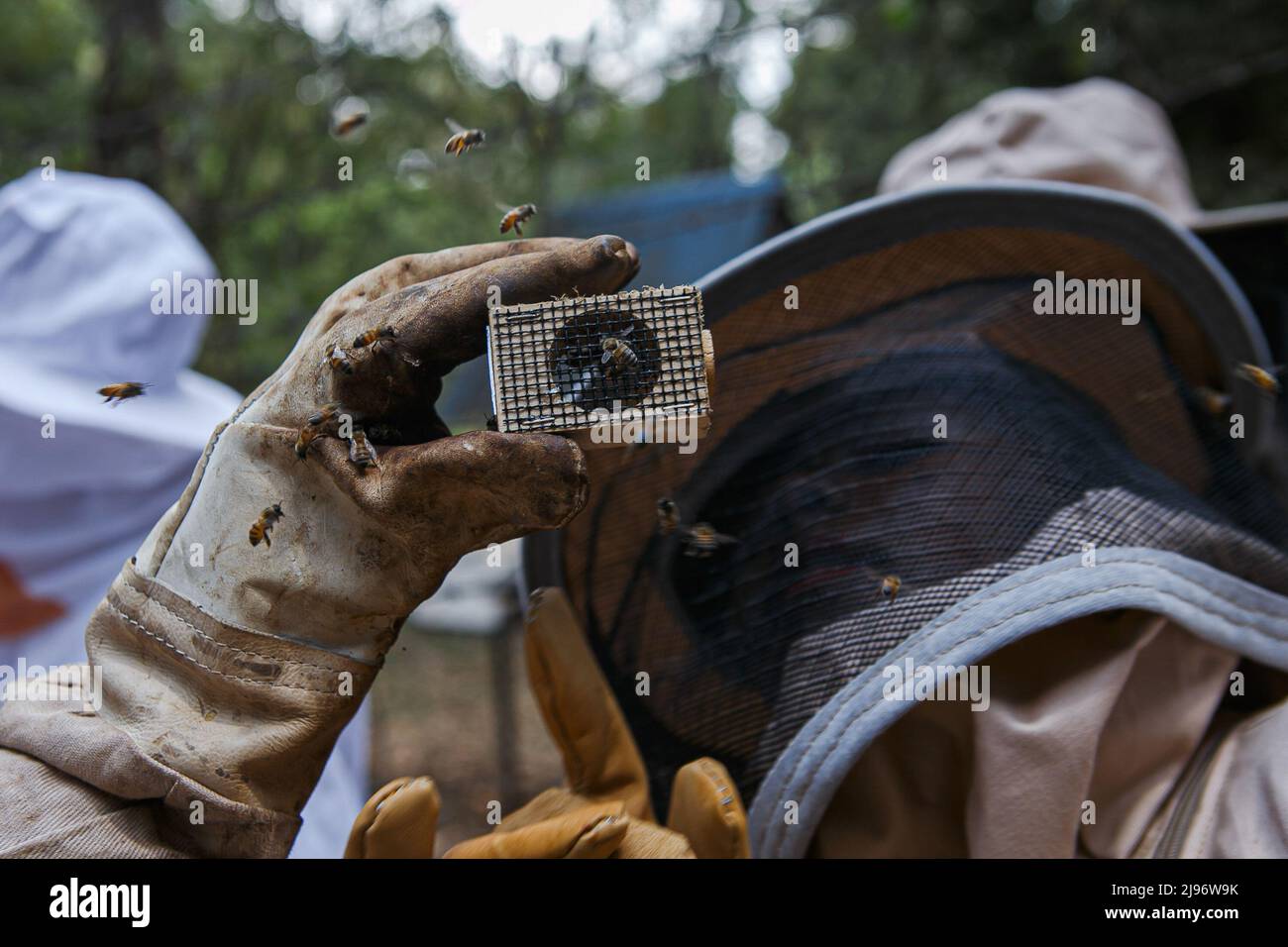 Trainees at the National beekeeping institute get to see a queen honey bee trapped in a cage. The institute plays a big role in training beekeepers and interest groups in bees conservation. Beekeepers and other interest groups are meeting to mark the world Bee Day on 20th May 2022 in Nakuru. World Bee day is celebrated on 20th May annually. Kenyan beekeepers, researchers, training institutes, bee farming product sellers, and advocacy organizations are meeting in Nakuru, Kenya to mark the world bee day and sensitize the nation and the world at large about the importance of bees in our ecosyste Stock Photo