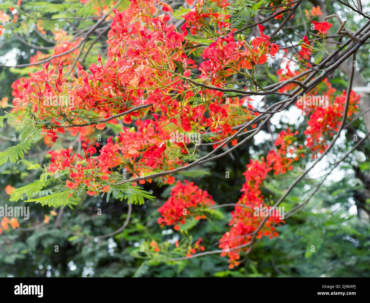 05 20 20 22 Closeup of Flowering tree Gulmohar Cross Maidan Church Gate