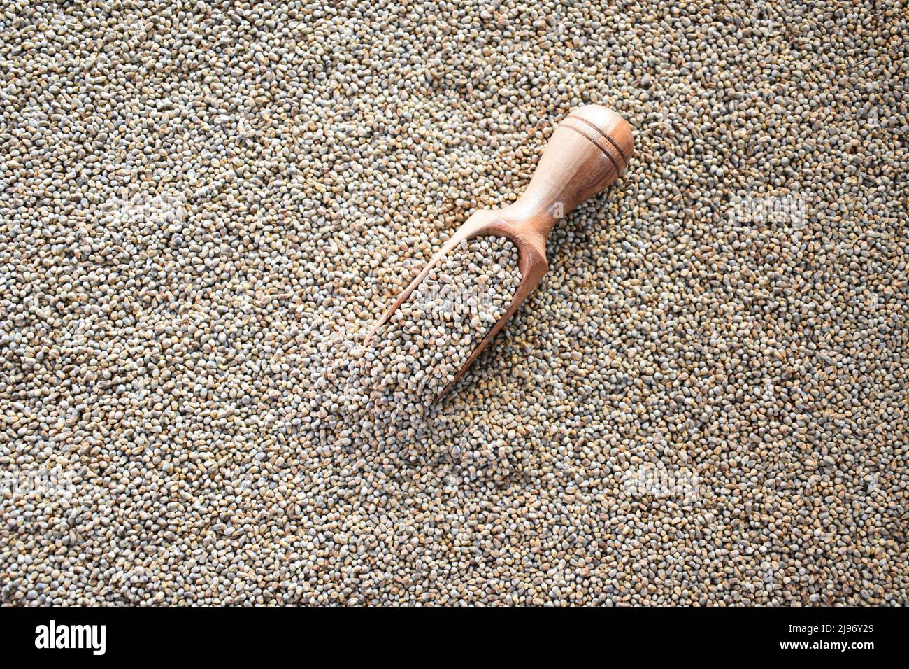Raw whole dried Pearl millet Stock Photo Alamy