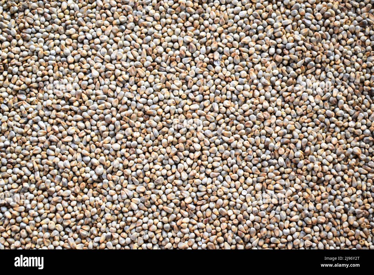 Raw whole dried Pearl millet Stock Photo Alamy
