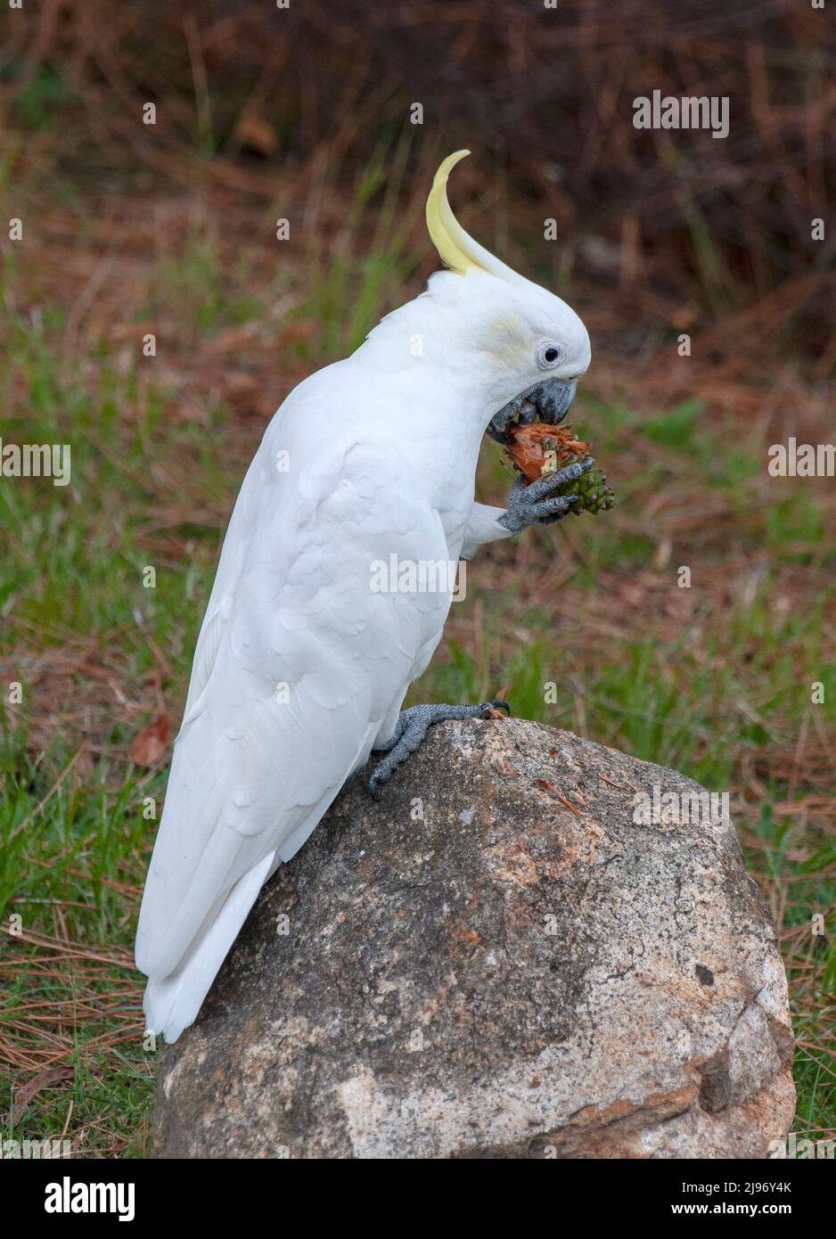 The yellow-crested cockatoo also known as the lesser sulphur-crested cockatoo, is a medium-sized cockatoo, seen eating a pine cone Stock Photo