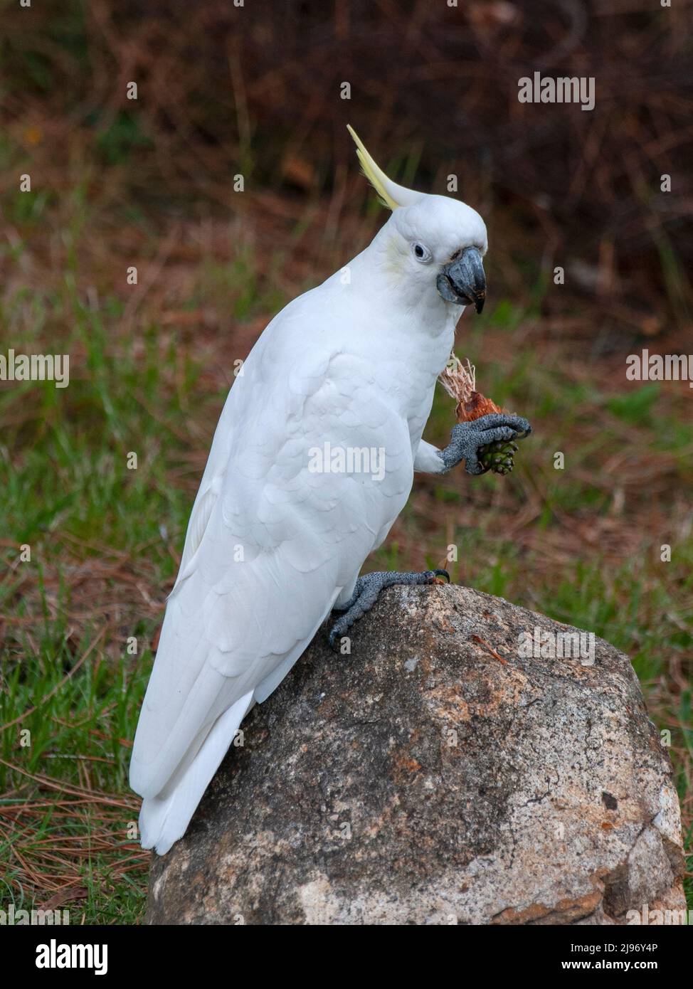 The yellow-crested cockatoo also known as the lesser sulphur-crested cockatoo, is a medium-sized cockatoo, seen eating a pine cone Stock Photo