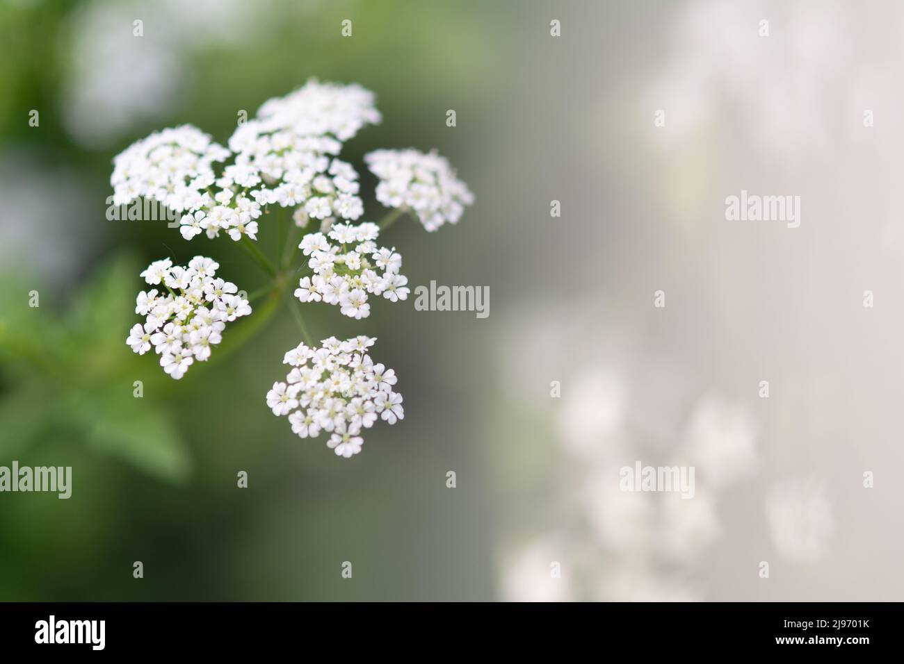 Conium maculatum or poison hemlock, is a highly poisonous biennial herbaceous flowering plant in the carrot family Apiaceae. Close-up of Hemlock Flowe Stock Photo