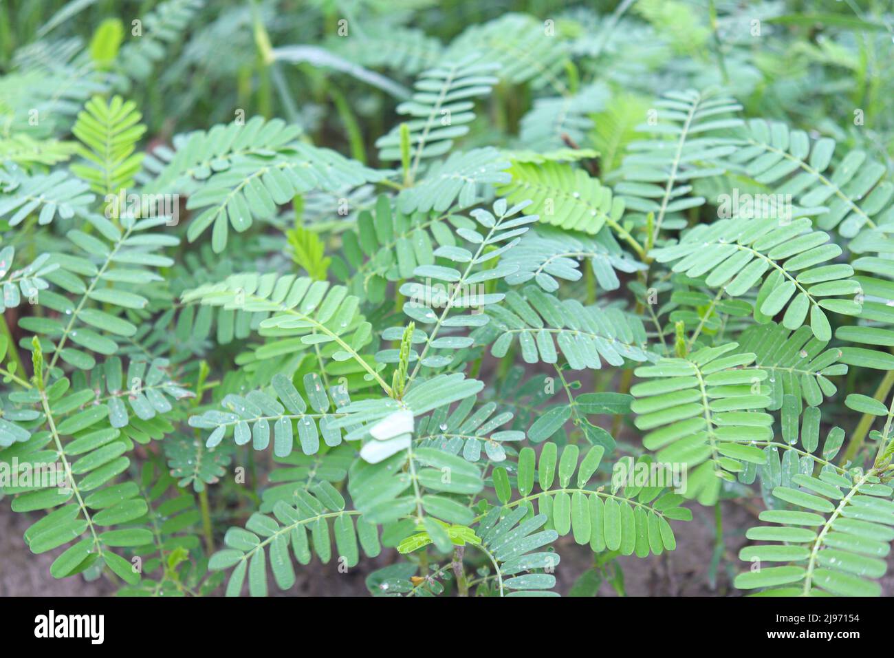 green colored dhaincha tree on farm for fueling Stock Photo Alamy