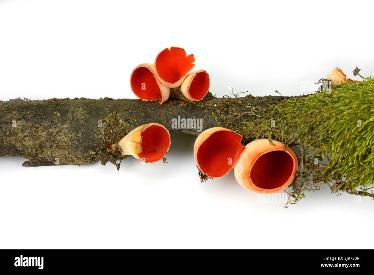 Scarlet Elf Cup Fungi isolated on white background. Spring edible mushroom - Sarcoscypha austriaca or Sarcoscypha coccinea. Stock Photo