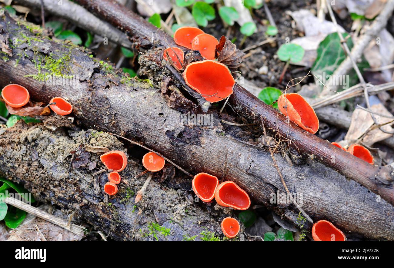 Scarlet Elf Cup Fungi. Spring edible mushroom - Sarcoscypha austriaca or Sarcoscypha coccinea. Stock Photo
