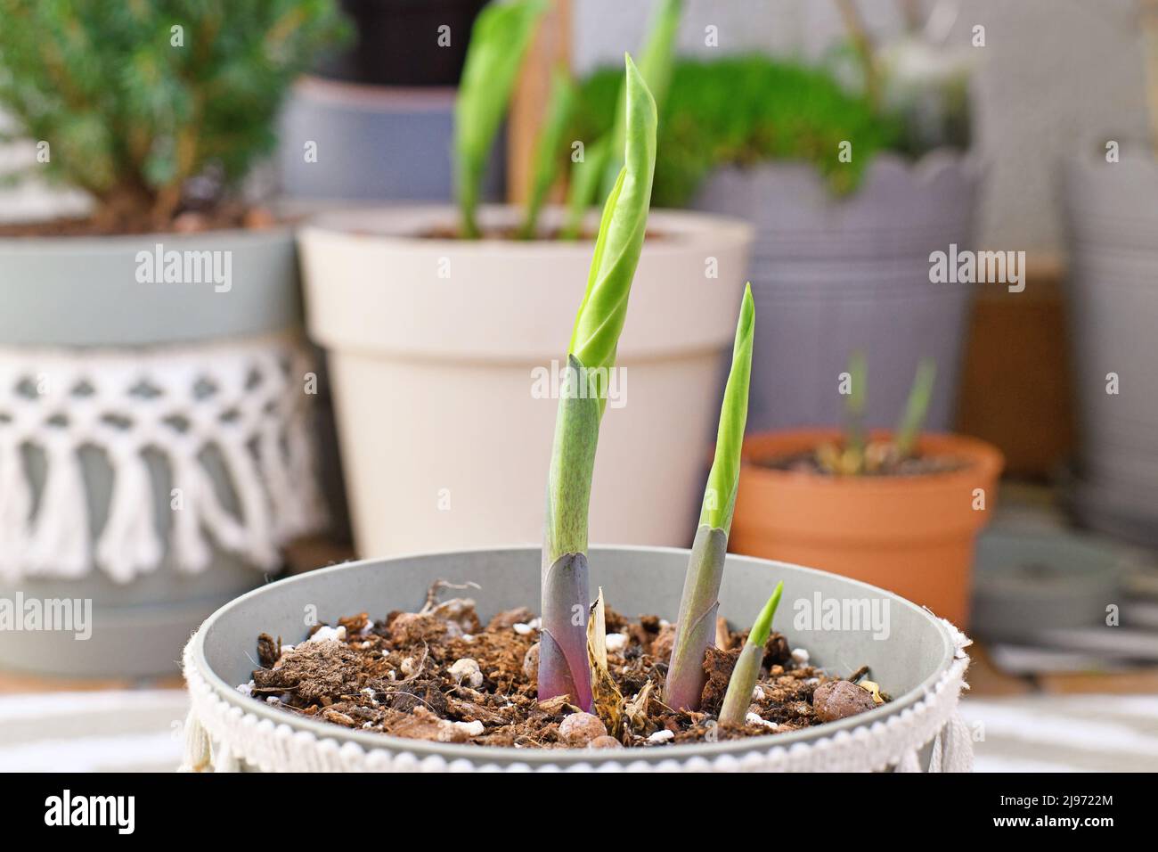 Hosta garden plant with new shoots growing out of pot in spring Stock Photo