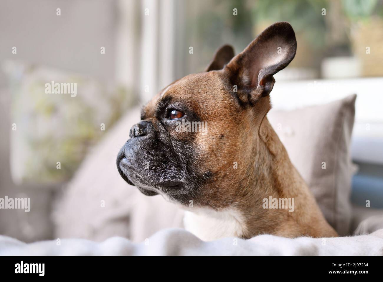 A Long Flat Nose Dog