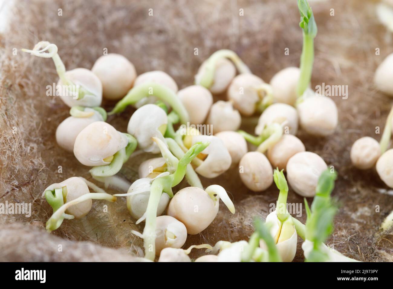 Micro Polybeans Mung bean microgreens hi-res stock photography and images - Alamy