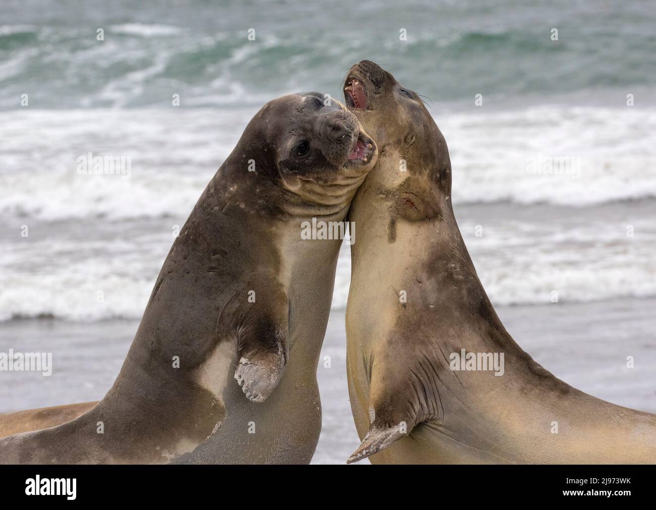 Elephant Seals Fighting Stock Photo