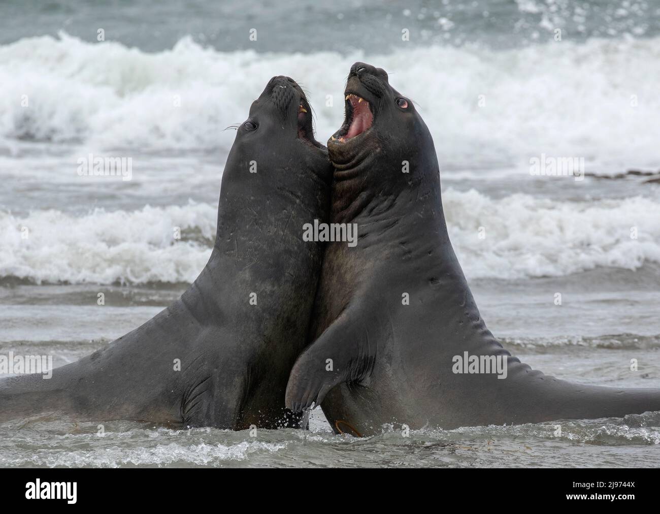 Elephant Seals Fighting Stock Photo - Alamy