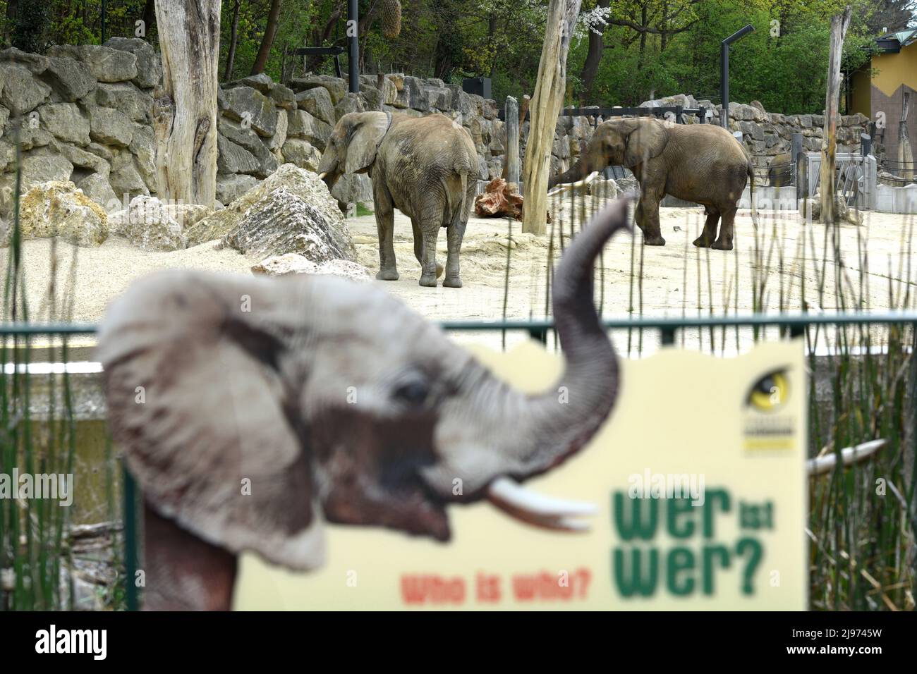 Elefant im Zoo Schönbrunn in Wien, Österreich, Europa - Elephant in Schönbrunn Zoo in Vienna, Austria, Europe Stock Photo