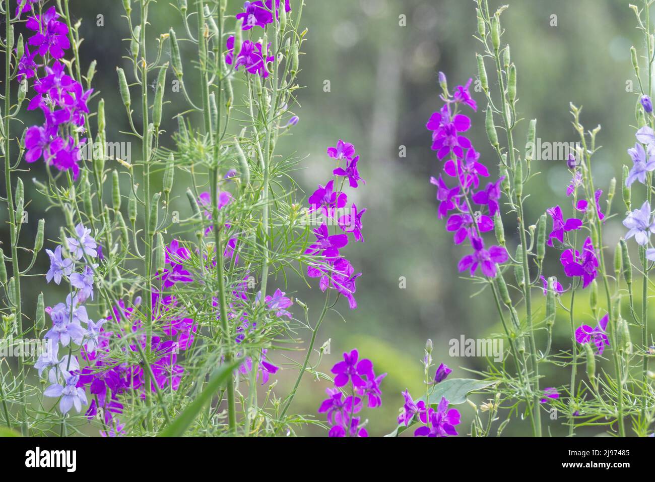Wild purple flowers of Delphinium consolida, Consolida orientalis in a park flowerbed. Weed. Treatment plant. landscape design. Flora of Ukraine. Stock Photo