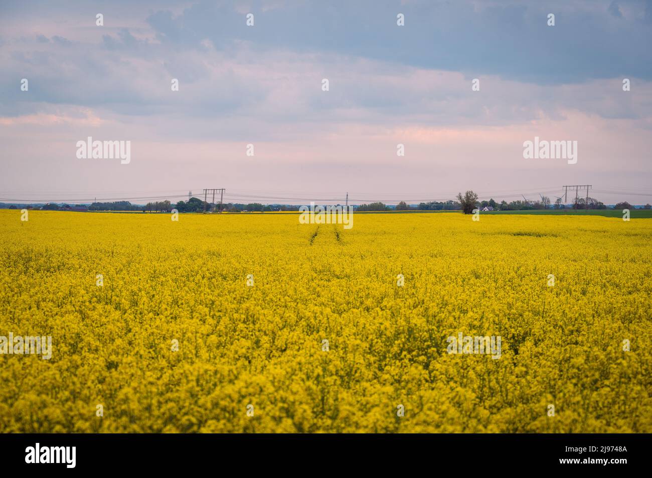 Yellow rapeseed field during sunset hi-res stock photography and images ...